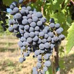 Cabernet franc