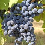 Cabernet sauvignon
