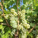 Chardonnay szőlő