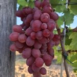 Crimson seedless