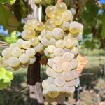 Furmint