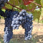 Merlot szőlő
