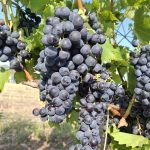 Muscat blue