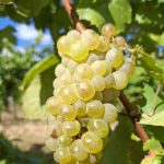 Souvignon Blanc